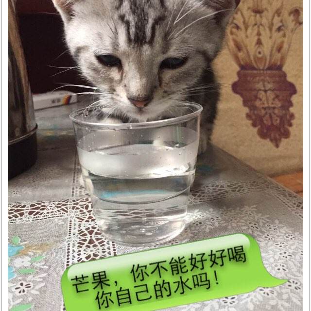 卡尔斯鲁厄国立设计学院商业管理文凭证书